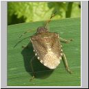 Holcostethus vernalis - Baumwanze 04.jpg